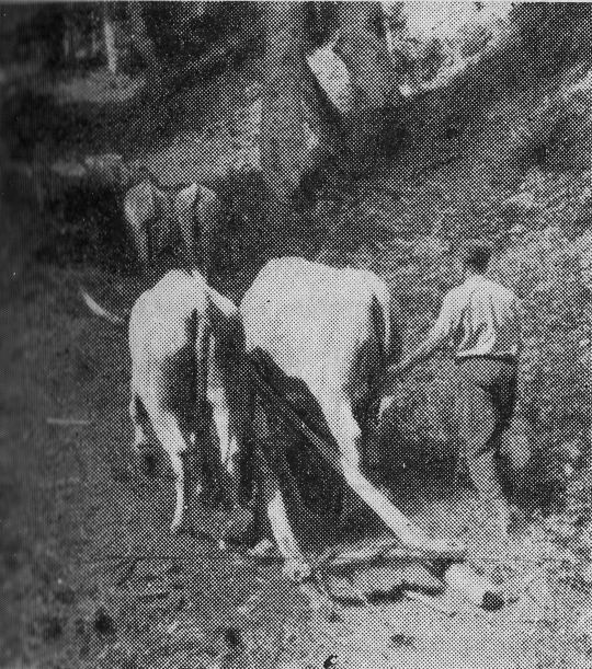 Foto "Rückegabel italienischer Bauart. Leerweg beim Holzzustreifen im Appenin."