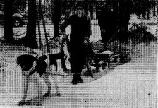 Foto "Rückbeförderung leerer Schlitten mittels Hundvorspann. Holzschlag Mühlviertel"