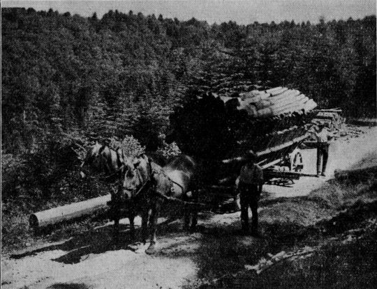 Foto "Brennholzfuhrwerk"