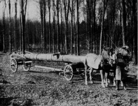 Foto "Langholzabfuhr aus Staatswald Rittnert. Forstbezirk Durlach."