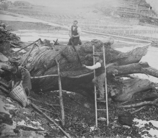 Foto Aufarbeiten einer riesigen Kastanie