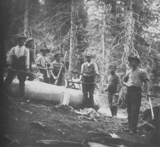 Foto Entrinden eines harzigen Stamms