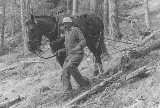 Foto Pferdeeinsatz beim Holzrücken
