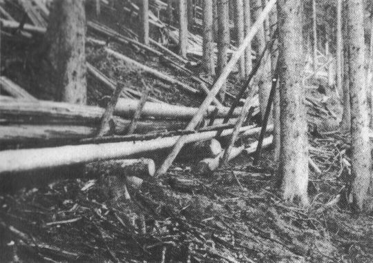 Foto Stangenriese im Wald