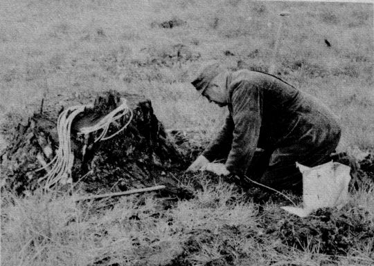 Foto Einringen der Ladung in ein Loch an einem Wurzelstrunk