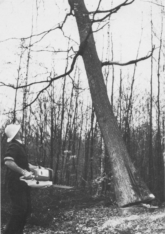 Foto "Die mit ihren 12 kg sehr leichtgewichtige, aber 7 PS starke STIHL CONTRA..."