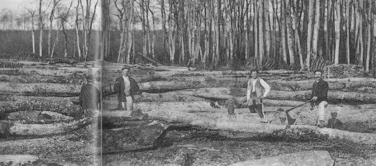 Foto Aufarbeiten des Holzes