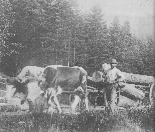 Foto Transport mit Ochsenfuhrwerk