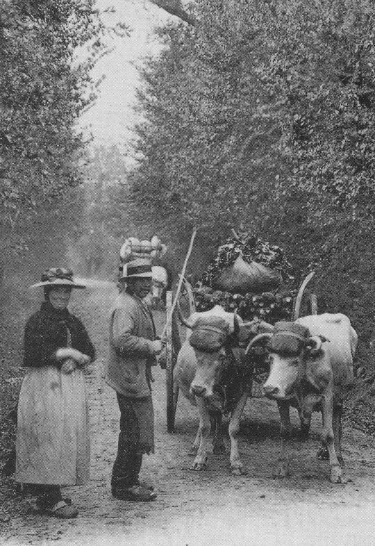 Foto Transport mit Ochsenfuhrwerk