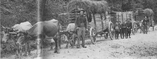 Foto Brettertransport mit Ochsenfuhrwerk