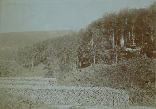 Foto "Scheitholz und Wald"