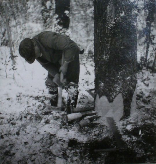 Foto Waldarbeiter beim Fällen