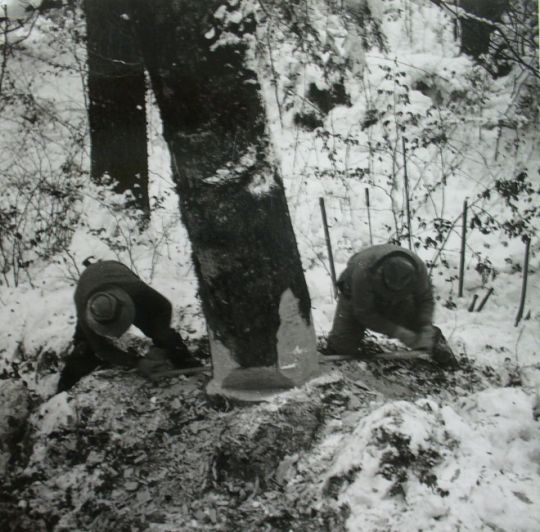 Foto Waldarbeiter beim Fällen