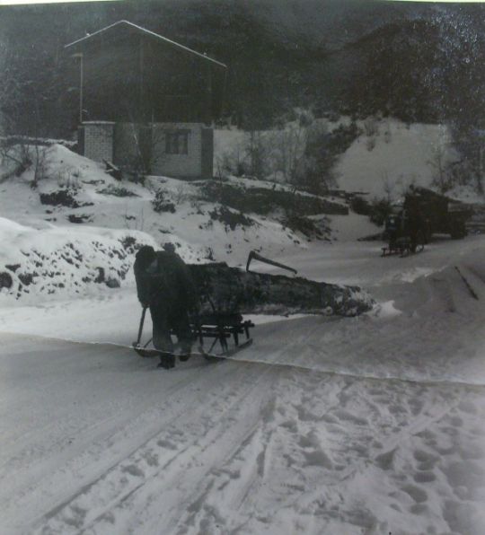 Foto Holzziehen
