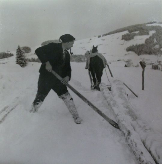 Foto Holztransport mit Pferd und Schlitten