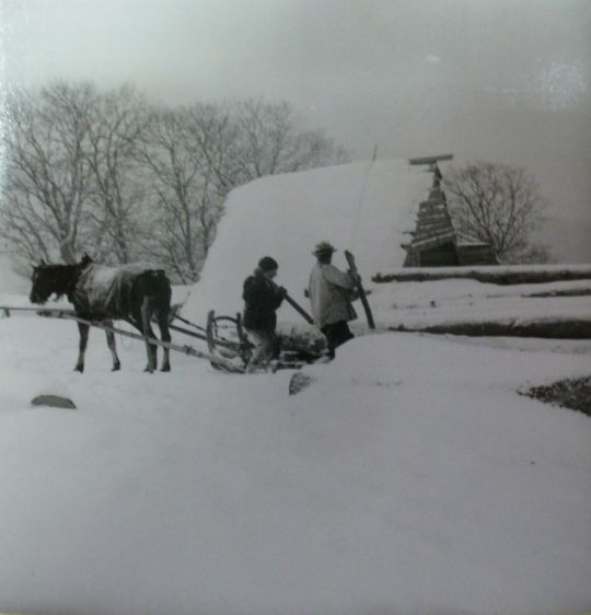 Foto Holztransport mit Pferd und Schlitten