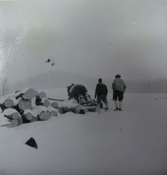 Foto Holztransport mit Pferd und Schlitten