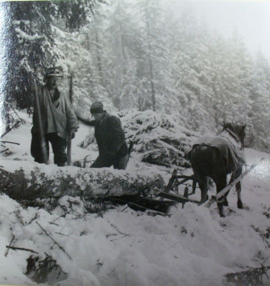 Foto Holztransport mit Pferd und Schlitten