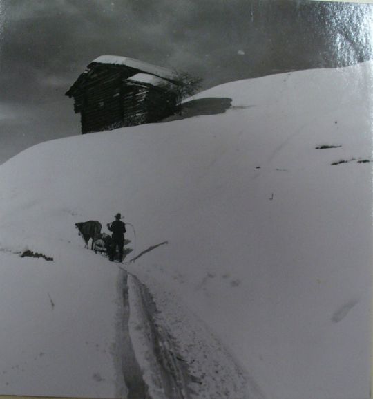 Foto Transport mit Ochsen