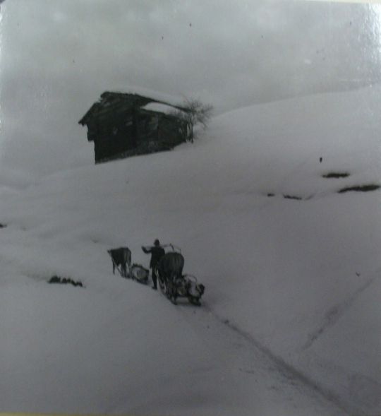 Foto Transport mit Ochsen
