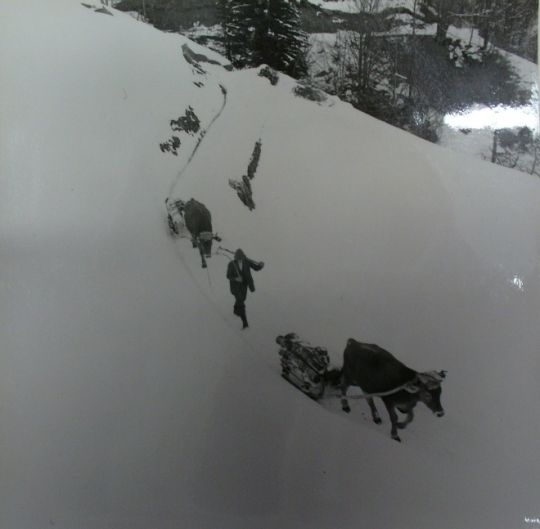 Foto Transport mit Ochsen