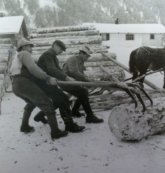 Foto Holztransport mit Pferd und Schlitten