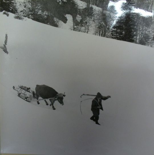 Foto Transport mit Ochsen
