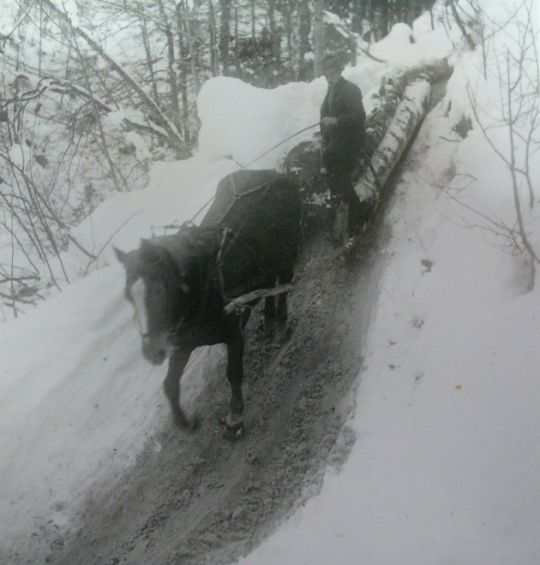 Foto Holztransport mit Pferd und Schlitten