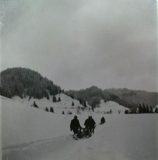 Foto Pferd und Schlitten