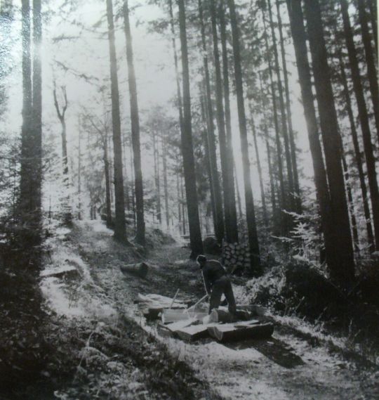 Foto "Losholzet"