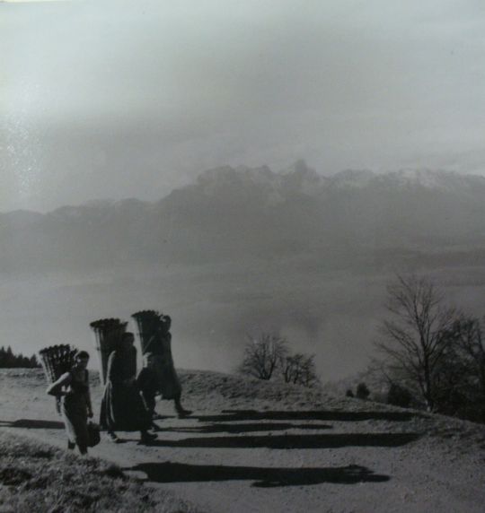 Foto "Losholzet"