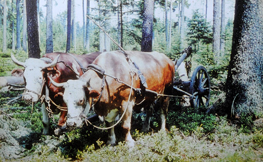 Foto Holzrücken mit Ochsengespann