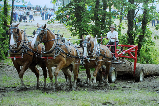 Foto Vierspännig rücken mit Rückewagen