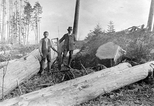 Foto Sturmholzaufbereitung
