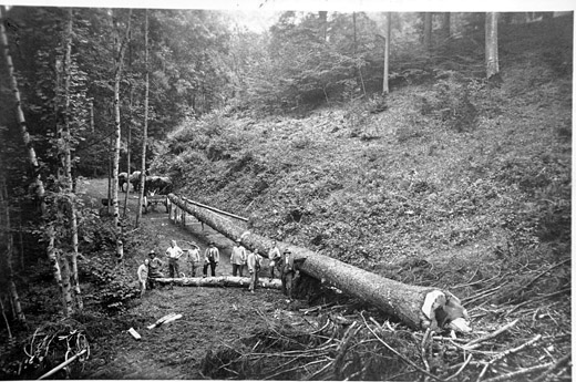 Foto Langholzfichte wird auf Pferdefuhrwerk geladen