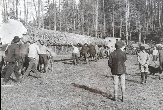 Foto Transport einer grossen Fichte
