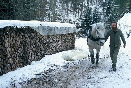 Foto Rücken mit Pferd
