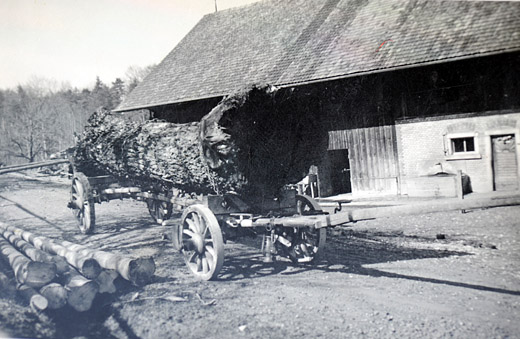 Foto Nussbaum