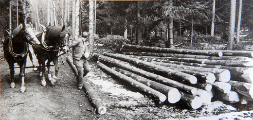Foto Holz poltern mit Pferden