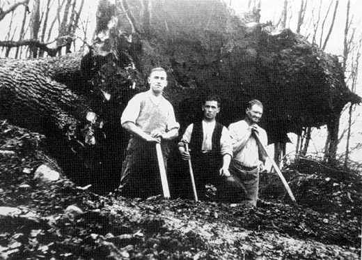Foto Vom Sturm entwurzelte Eiche