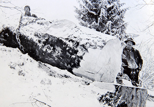Foto Ahornstamm, mit Kette gesichert