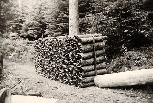 Foto Rinde für Gerbzwecke