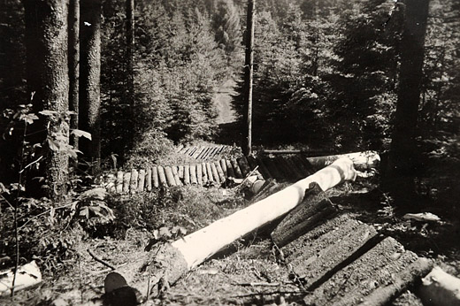 Foto Gewinnung von Fichtenrinde