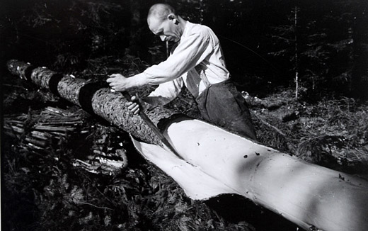 Foto Entrinden einer Fichte im Saft