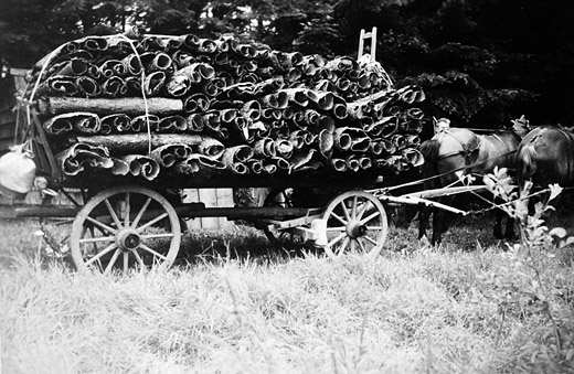 Foto Transport von Fichtenrinde