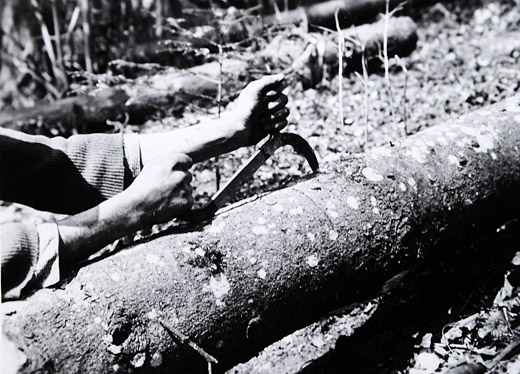 Foto Fichtenrinde schlitzen