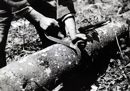 Foto Fichtenrinde schlitzen