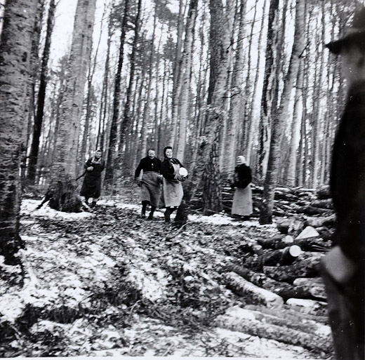 Foto Brennholzsammeln