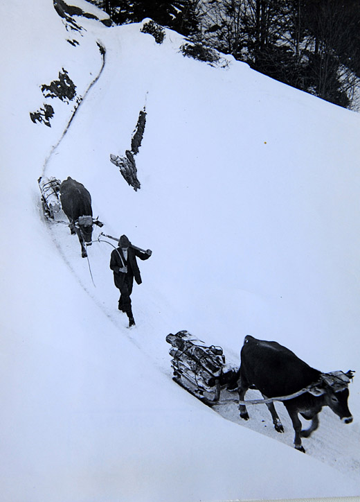 Foto Rücken mit Kühen im Schnee