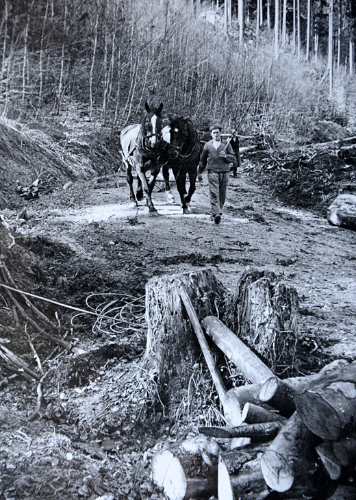 Foto Pferdefuhrwerk